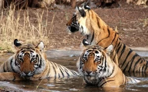 top 5 wildlife safaris in india