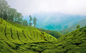 munnar-place-for-romantic-couples-min