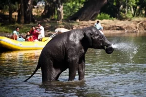 bathe-elephant-at-dubare-min