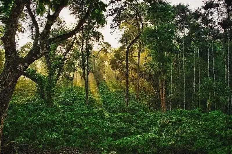 Coorg Means Coffee, Coffee and Coffee