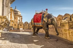 experience-a-wonderful-elephant-safari