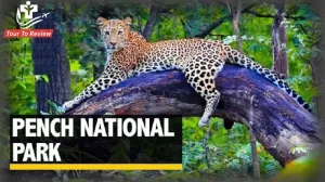 Pench national park