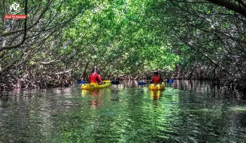 Mangrove-Forest
