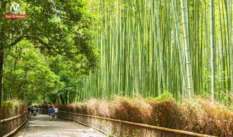 See-A-Bamboo-Forest-1
