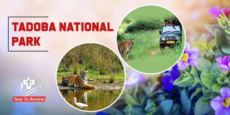 Tadoba National Park Maharashtra