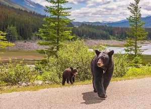 Jasper-National-Park-Alberta