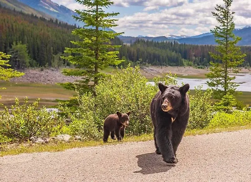 Jasper-National-Park-Alberta