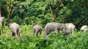 Manas-Wildlife-Sanctuary-Assam