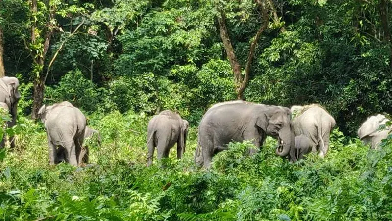 Manas-Wildlife-Sanctuary-Assam