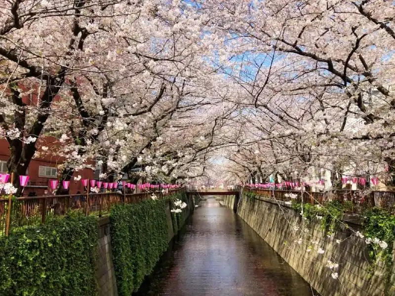 The-Meguro-River