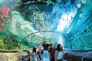 Explore-the-Sea-Life-Aquarium-in-Sydney