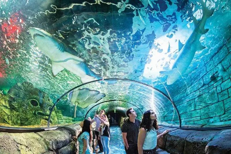 Explore-the-Sea-Life-Aquarium-in-Sydney