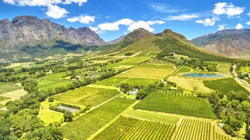 Cape-Wineland