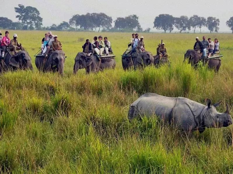 Elephant-safari