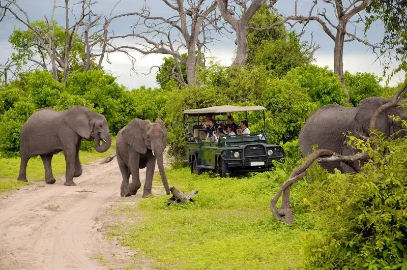 Meet-the-true-wildlife-in-African-safari