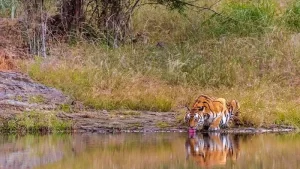 Bandhavgarh-National-Park