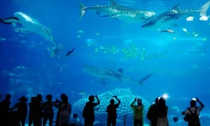 chimelong-ocean-kingdom-aquarium-hengqin-china