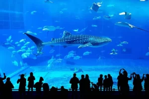 georgia-aquarium-atlanta-georgia-united-states