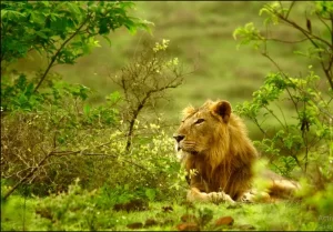 gir-national-park
