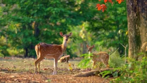 jim-corbett-national-park