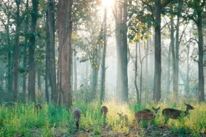 nagarhole-national-park