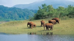 periyar-national-park
