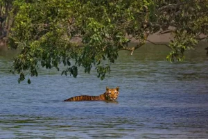 sundarbans-national-park