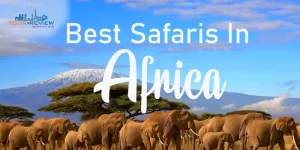 Best Safaris In Africa