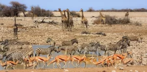 etosha-national-park-northern-namibia