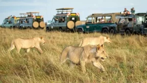 masai-mara-national-reserve-kenya