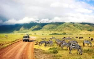 safaris