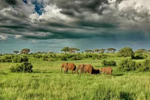 serengeti-national-park-tanzania