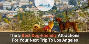 The 5 Best Dog-Friendly Attractions For Your Next Trip To Los Angeles