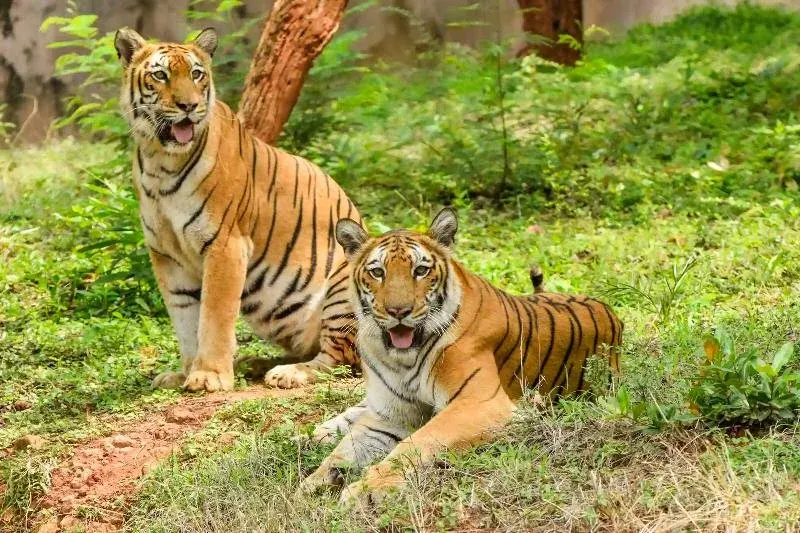Indira-Gandhi-Zoological-Zoo-1