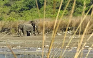 Explore The Rajaji National Park