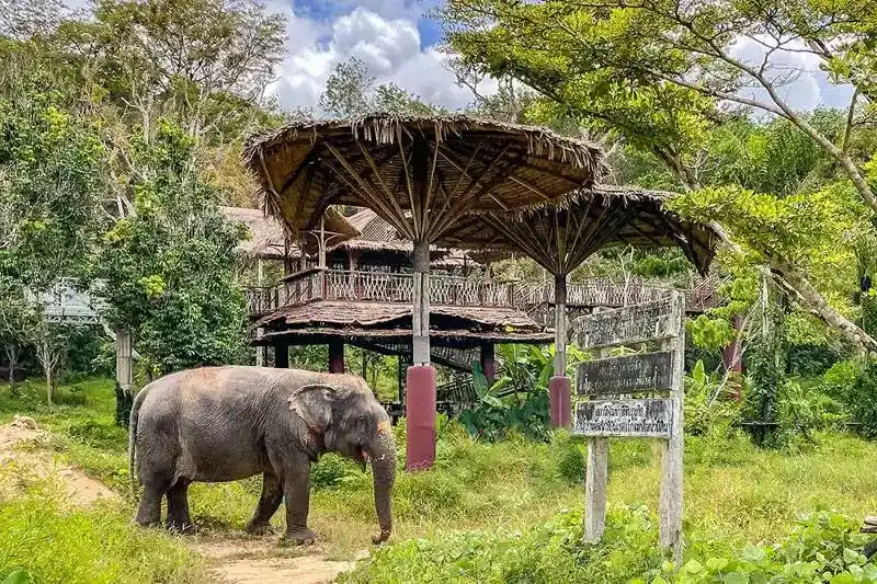 Enjoy-With-Wild-Plants-And-Animals