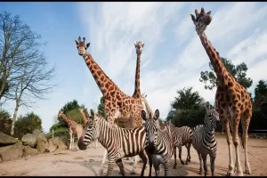 dehiwala-zoo-1