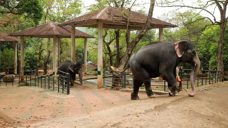 Kodanad Elephant Sanctuary