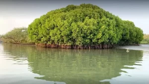 kadalundi-bird-sanctuary