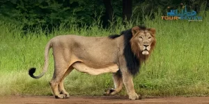 Devalia-Safari-Park