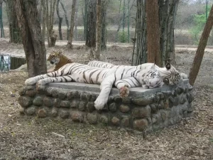 Bannerghatta-National-Park