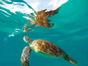 Spot Marine Life At Carlisle Bay