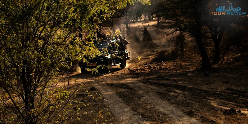 Jungle Safari Tips You Need To Know