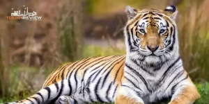 Tamor Pingla: A Hidden Gem for Nature Lovers