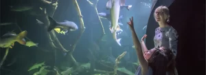 Encounter Marine Life At The Aquarium