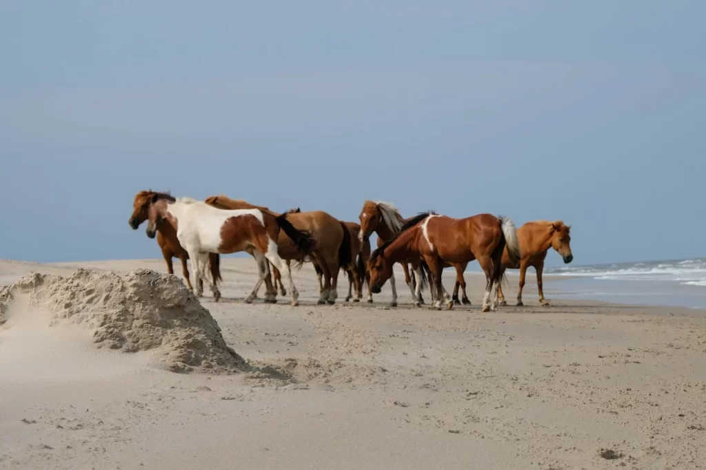 Assateague Island