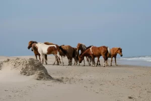 Assateague Island