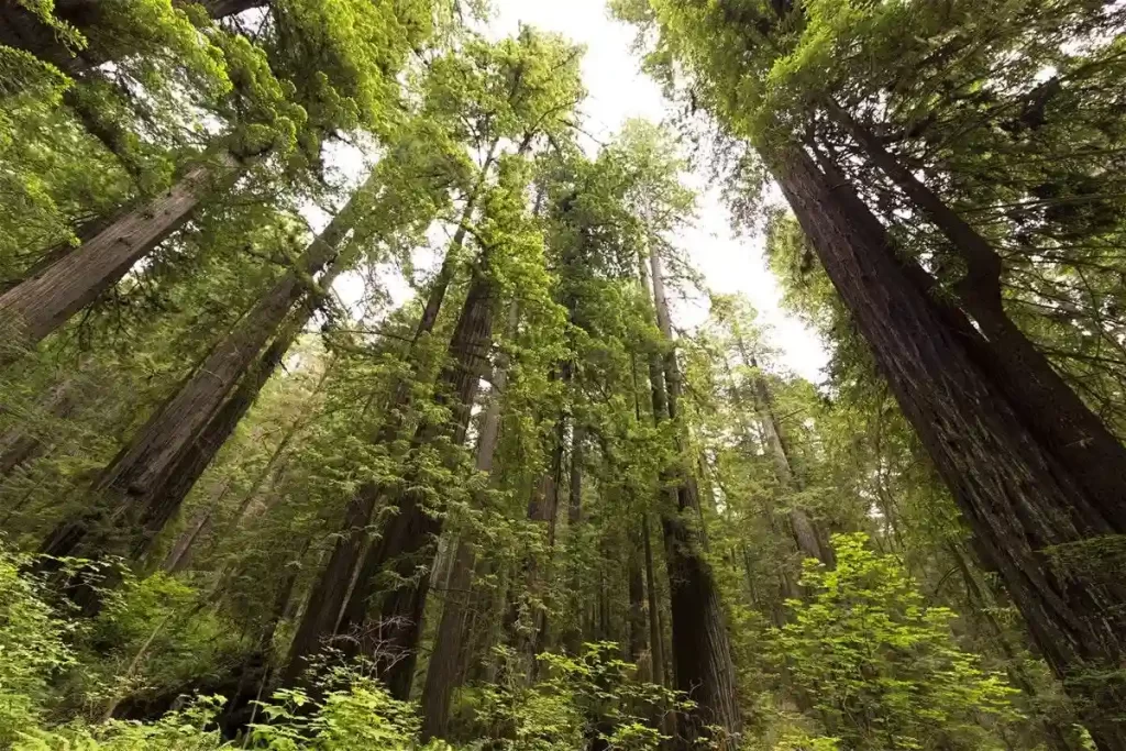 Redwood National and State Parks