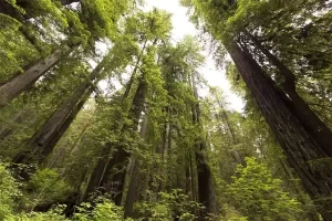 Redwood National and State Parks