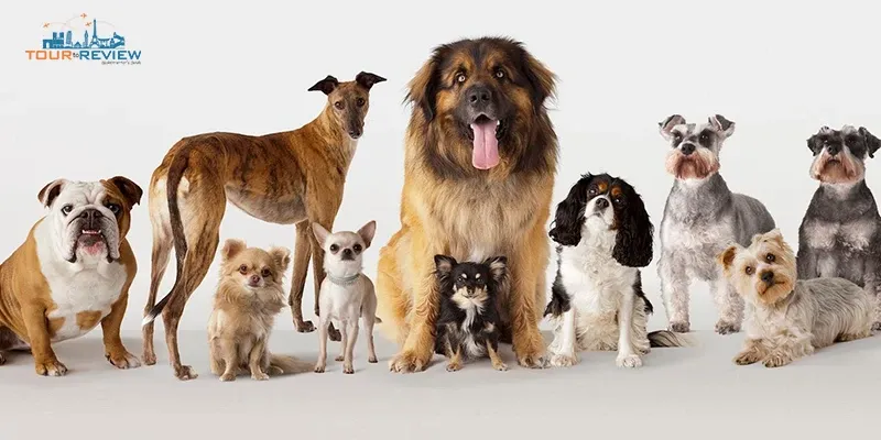 World Dog Day